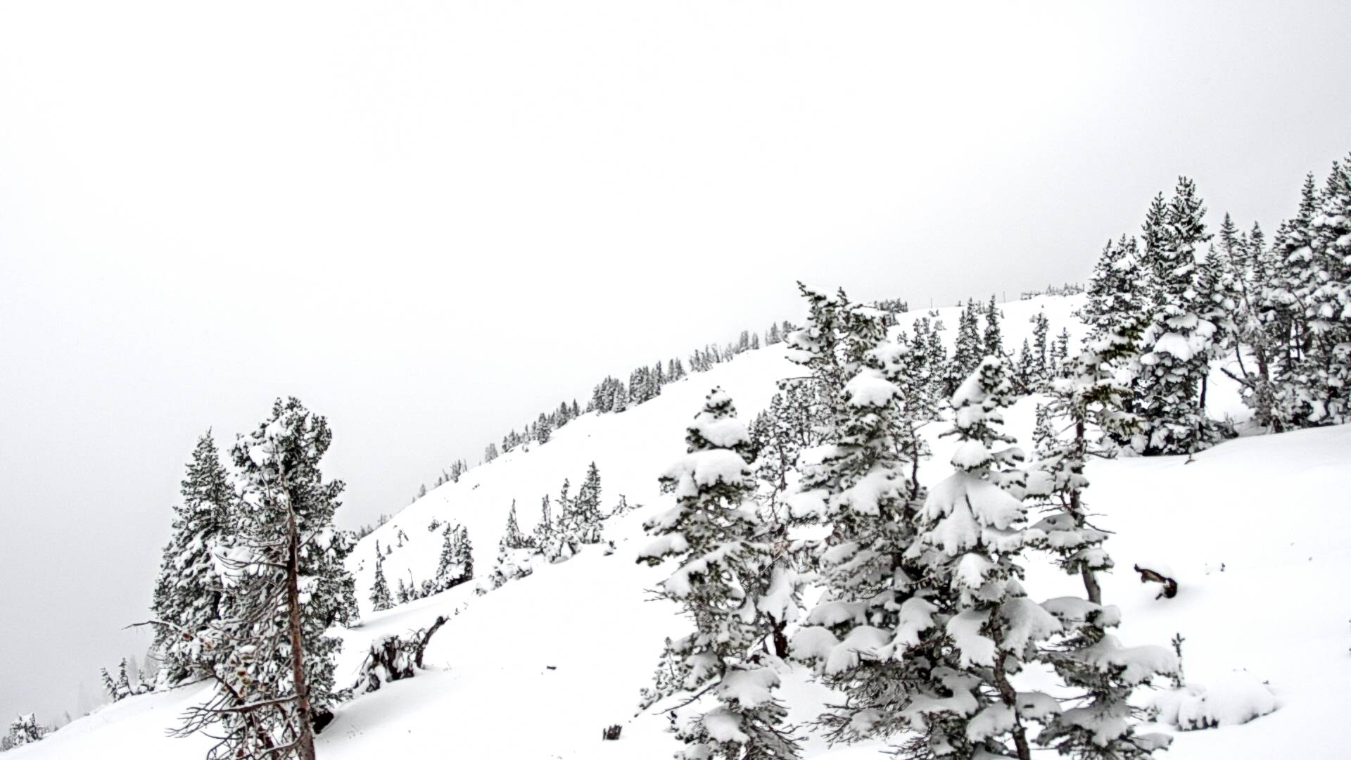 Jackson Hole Ski Resort - Cody Bowl